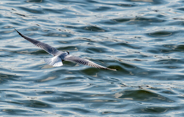 A seagull flies low over the sea water in close-up.