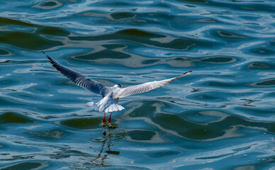 A seagull flies low over the sea water in close-up.