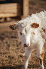 Obraz premium Large Cattle on a Farm in rural Alabama.