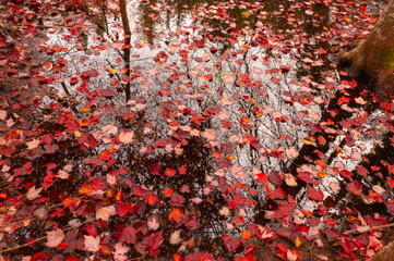 Fallen Red maple Leaves, Adirondack Forest Preserve, New York, USA