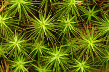 Juniper Haircap Moss, (Polytrichum juniperinum), Adirondack Forest Preserve, New York, USA