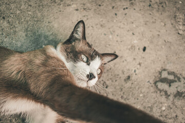 close up of Asian domestic brown cat lying and relaxing on ground floor.