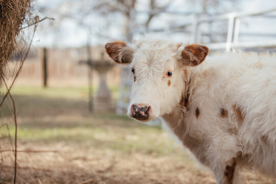 Up close photo of cattle on a farm in rural Alabama.
