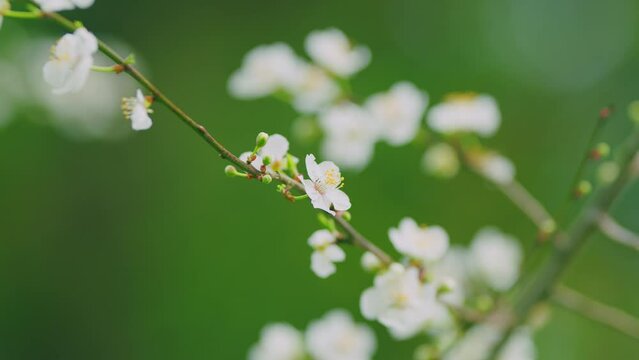 Spring Blooming Garden. Red Leaf Plum Blossoms. Beautiful Background Of Light Red Plum Blossoms.