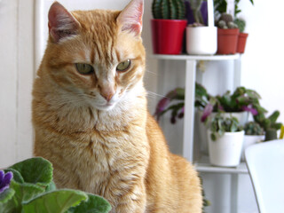 Cozy image with ginger cat in home ambient with home plants. 