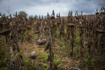 Signs of fall in a field of sunflowers