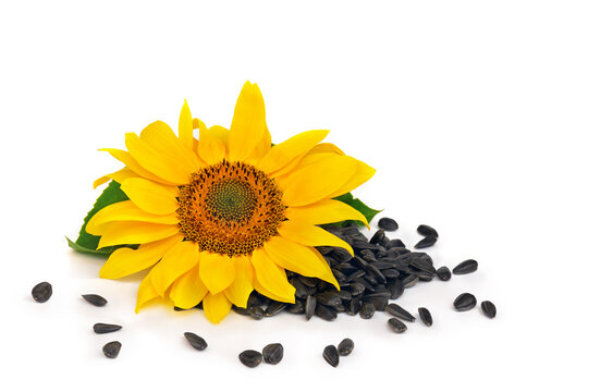 Yellow flower of sunflower and seed on white background with space for text
