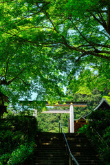 Fototapeta premium 日向大神宮の初夏の風景