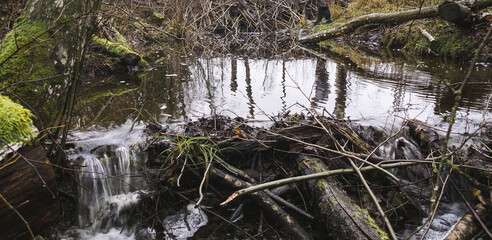 Beaver-made dams on a small river, dark gloomy picture, reflection in water, selective focus.