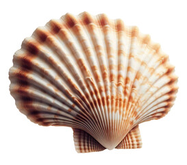 Scallop seashell isolated on white background