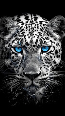 Obraz premium Close Up de um leopardo branco com olhos azuis, fundo preto, design de camiseta