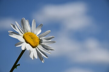 A daisy flower in the garden, Sainte-Apolline, Québec, Canada