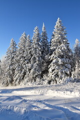 A forest after the storm, Québec, Canada