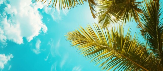 Tropical palm tree leaves silhouetted against the vivid blue sky on a sunny day