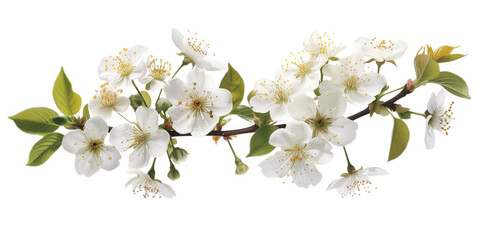 Obraz premium Cherry blossom branch on a white background. Created with Generative AI technology