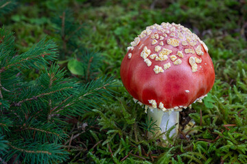 Fly Agaric red & white poisonous mushroom (Amanita muscaria) in the green moss