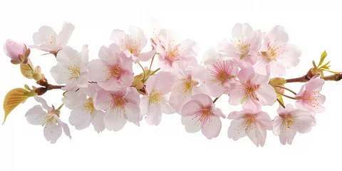 Foto op Canvas Cherry blossom branch on a white background. Created with Generative AI technology © Artem