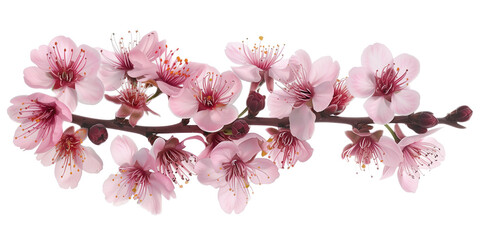 Fototapeta na wymiar Cherry blossom branch on a white background. Created with Generative AI technology