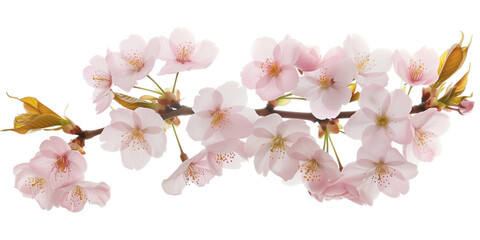 Obraz premium Cherry blossom branch on a white background. Created with Generative AI technology