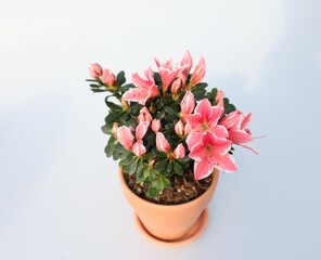 Rhododendronschlippenbachii, Rhododendron indicum, Flowers