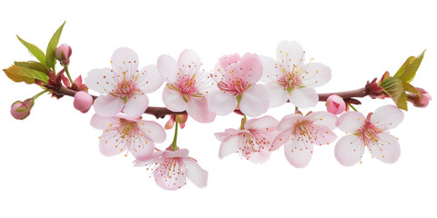 Fototapeta na wymiar Cherry blossom branch on a white background. Created with Generative AI technology