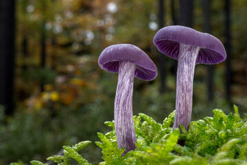 Two amethyst deceiver mushrooms (Laccaria amethystina) in the moss with a forest in the background