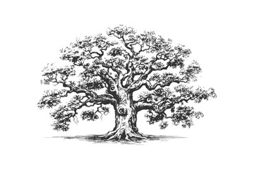 Ancient oak hand drawn. Vector illustration design.