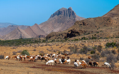 Mixed herd of goats and sheep graze in the Weltervrede valley at the foot of the Swartberg ...
