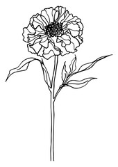 marigold glory flower minimalist line drawings