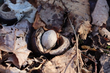 A shagbark hickory nut on the forest floor