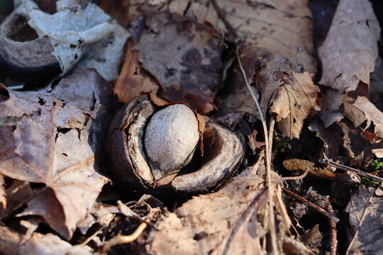 A shagbark hickory nut on the forest floor