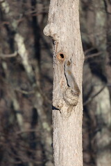 An eastern gray squirrel stretching up to it's nest hole