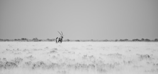 black and white picture of an orys antelope in the dry grasslands of Etosha NP