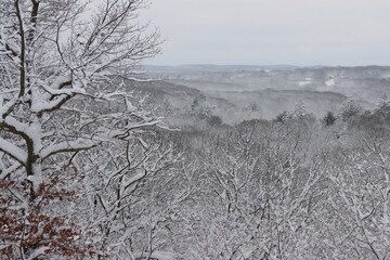 Snowy treetops with a snow covered tree in the forefront