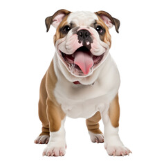 English bulldog puppy, standing in white background