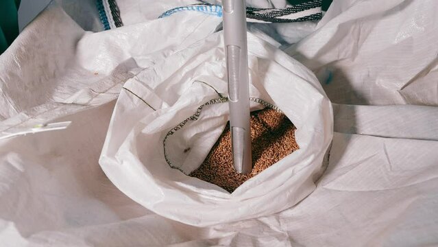 Grain Quality Inspection: Agricultural Sampling Process. An agricultural probe collects grain samples from a sack for quality testing in a farming quality control procedure