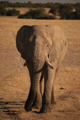 front view of an african elephant in Etosha NP