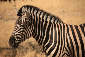 Fototapeta na wymiar portrait of a zebra in Etosha NP