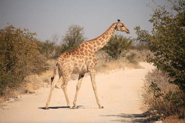 a single giraffe crosses a gravel road in Etosha NP