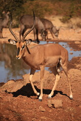 a single male impala antelope at a waterhole in Etosha NP