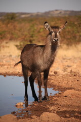 a single waterbuck at a waterhole in Etosha NP