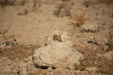 a mongoose hides behind a rock in Etosha NP