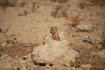 a mongoose hides behind a rock in Etosha NP
