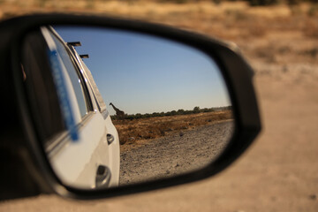 a crossing giraffe in Etosha visible in the side mirror of a car © Marcel