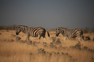 a zebra in Etosha NP