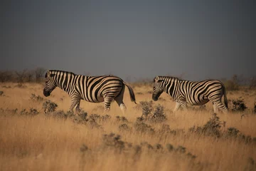 Foto op Canvas a zebra in Etosha NP © Marcel
