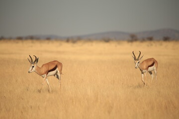 two thomson's gazelle in the dry, yellow grass of Etosha NP