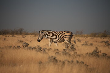 Fototapeta na wymiar a zebra in Etosha NP