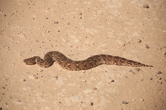 a puff adder on a gravel road in Etosha NP