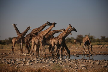 a group of giraffes at a waterhole in Etosha NP